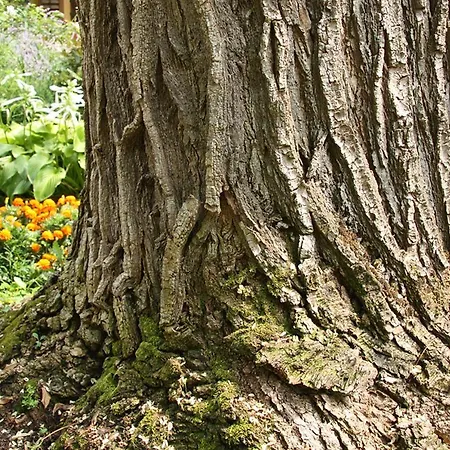 Casa Della Sofora 3* Bene Vagienna