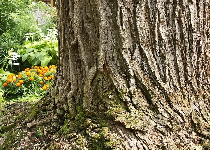 Casa Della Sofora 3* Bene Vagienna